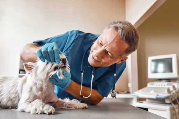 Best Emergency Tooth Extraction in Ashland, WI
